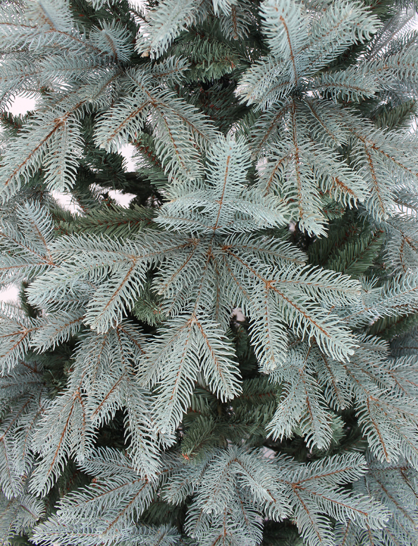 Ель искусственная Виола голубая 2,1 м в строительных магазинах СтройГрад