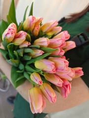 Букет тюльпаны 5 шт в строительных магазинах СтройГрад