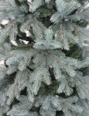 Ель искусственная Виола голубая 2,1 м в строительных магазинах СтройГрад